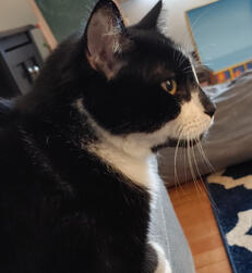 Oreo is best kitty. I love him very much.